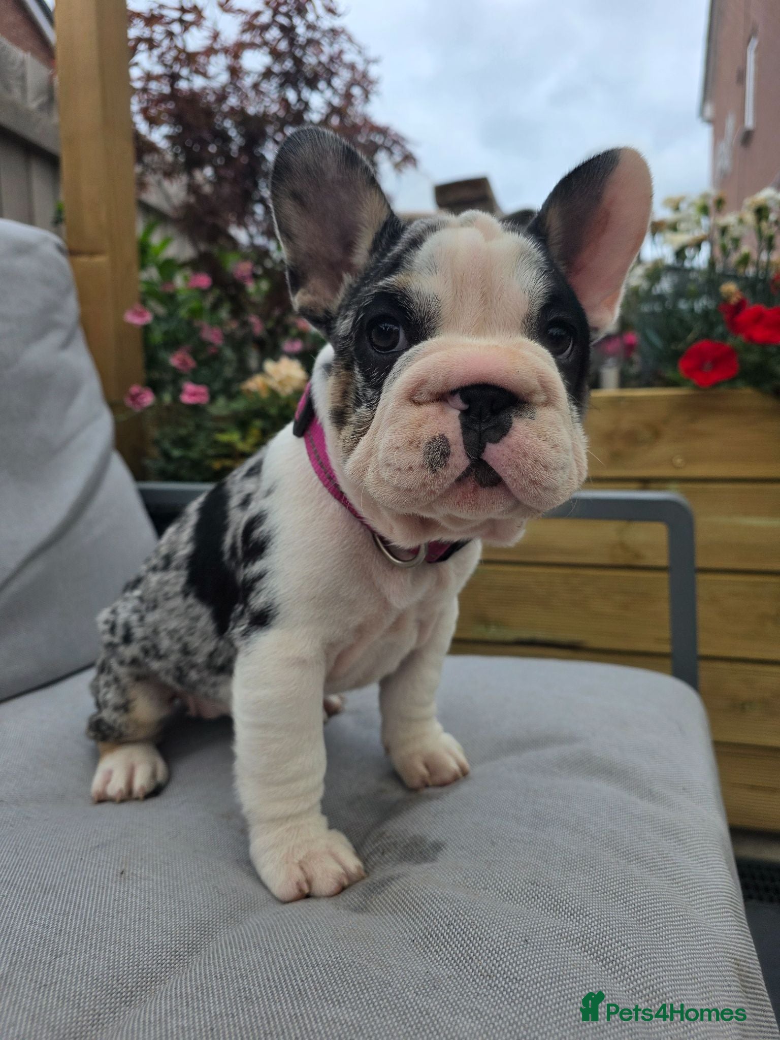 French Bulldog dogs REDUCED!  French Bulldog with papers - Advert 4