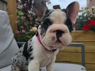 French Bulldog dogs REDUCED! French Bulldog with papers - Advert 4