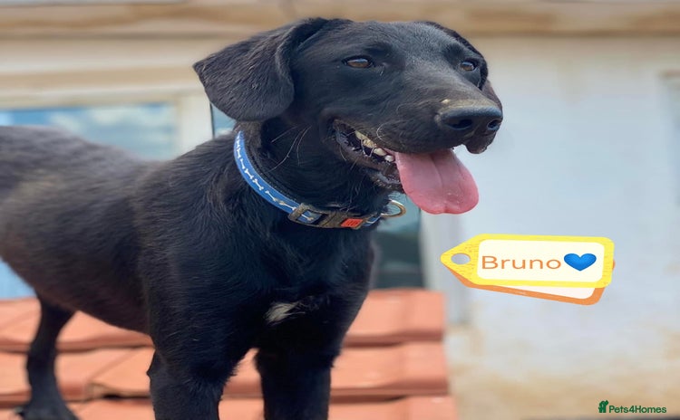 Mixed Breed dogs - Advert 3