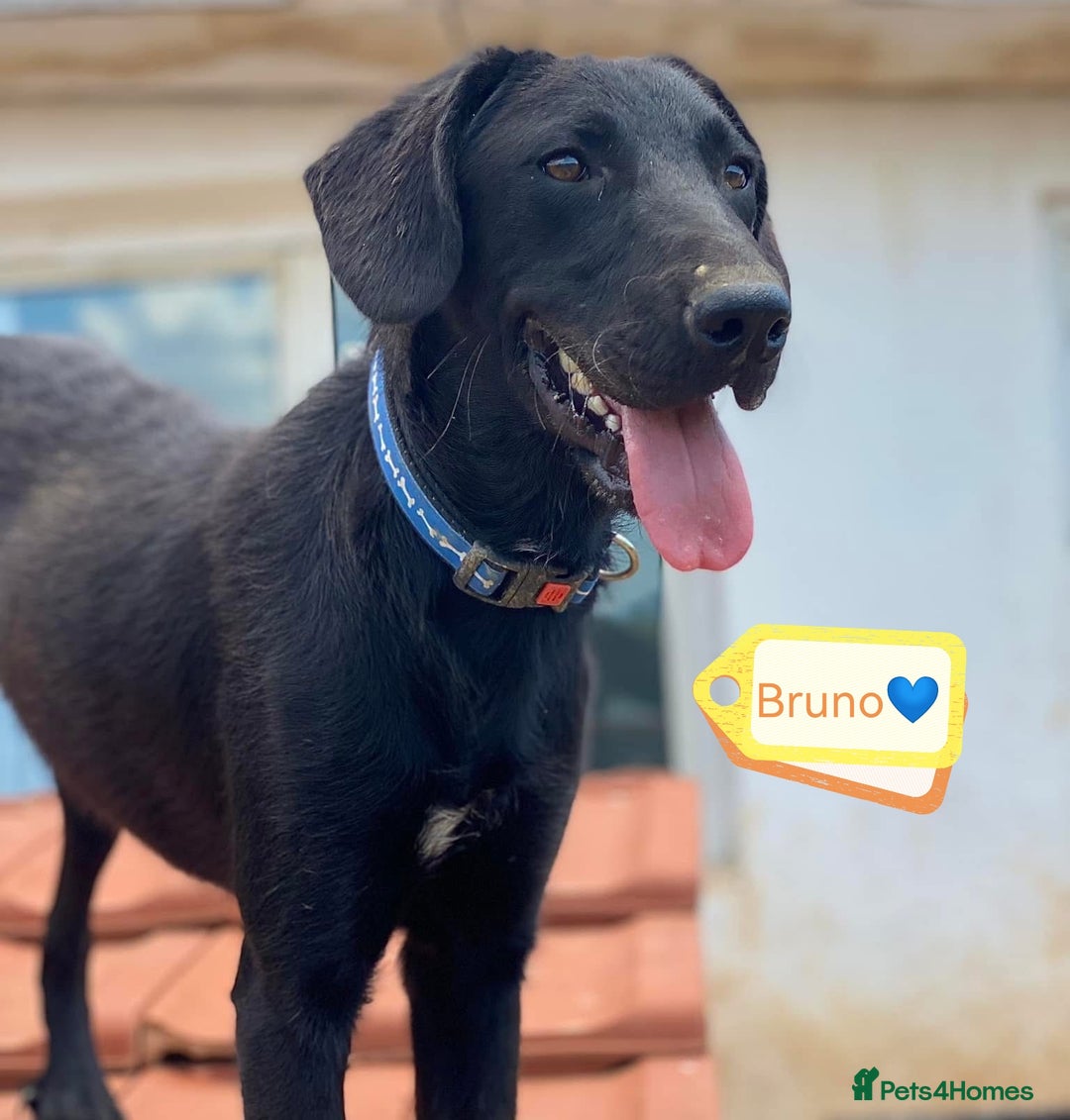 Dogs for adoption in London, Greater London Pets4Homes