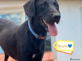 Mixed Breed dogs - Advert 2