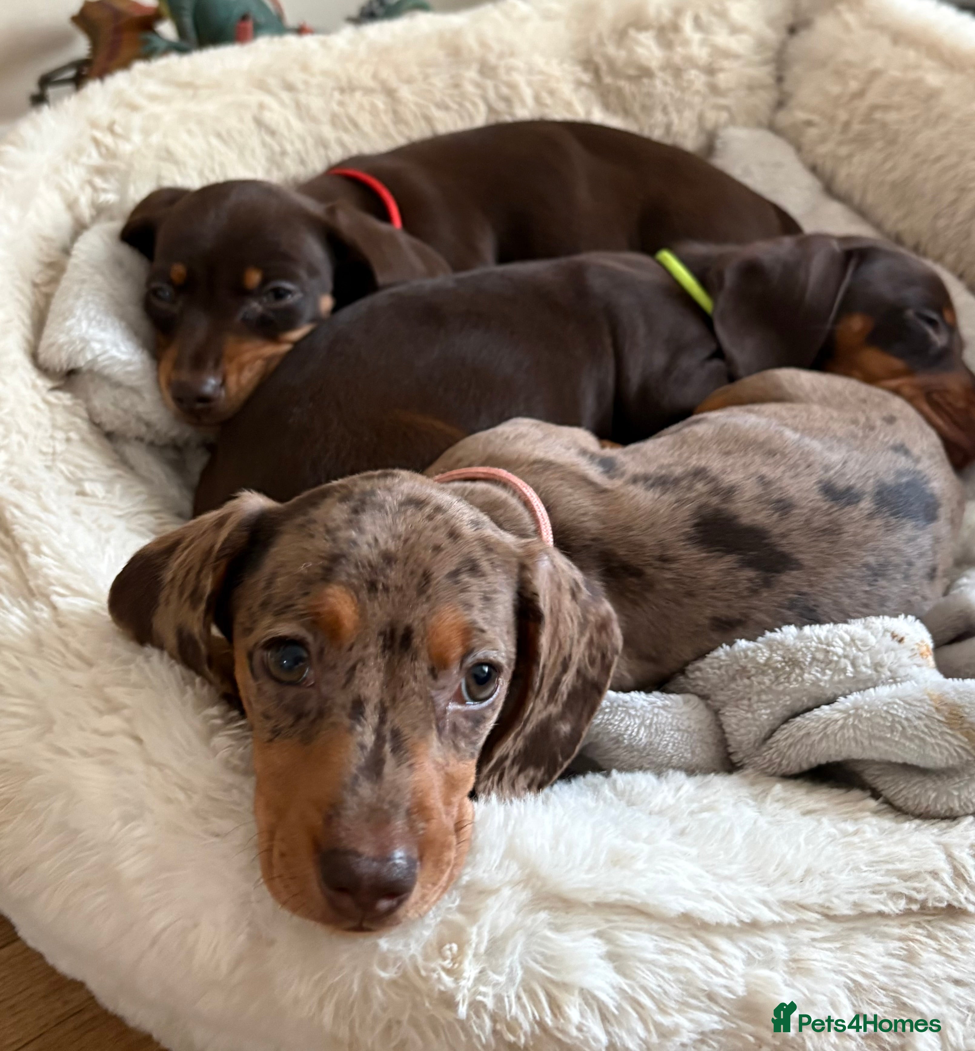 Miniature Dachshund dogs READY 🐶🤎Beautiful miniature dachshunds  - Advert 2