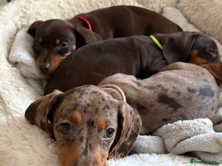 Miniature Dachshund dogs READY 🐶🤎Beautiful miniature dachshunds - Advert 8