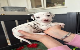 Dalmatian dogs for sale: 8 Gorgeous Dalmatian Puppies - Image 16