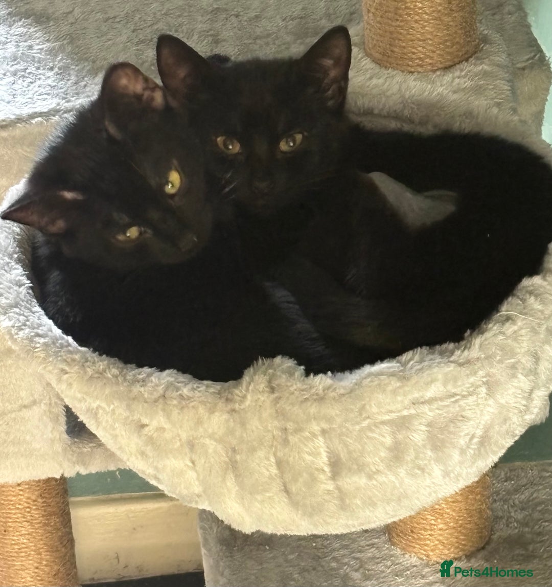 Domestic Shorthair cats for adoption: Adopt from Cats in Crisis East London  - Advert 1