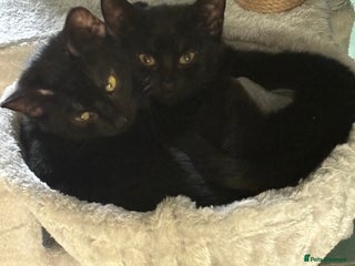 Domestic Shorthair cats Adopt from Cats in Crisis East London - Advert 1