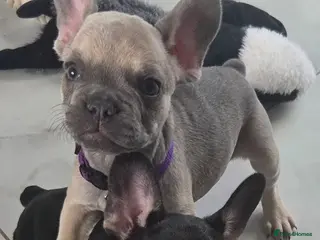 French Bulldog dogs Ready to collect - Advert 4
