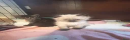 Mixed Breed cats for sale: Reduced last 2 females ragdoll x maincoon  - Advert 31