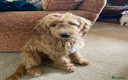 Mini Goldendoodle dogs for sale: Goldendoodle Girl - Image 6