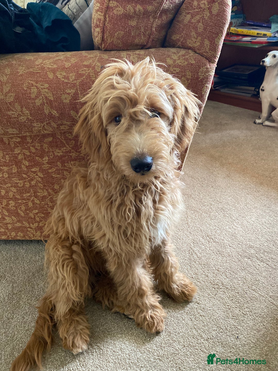 Mini Goldendoodle dogs for sale: Goldendoodle Girl - Image 6