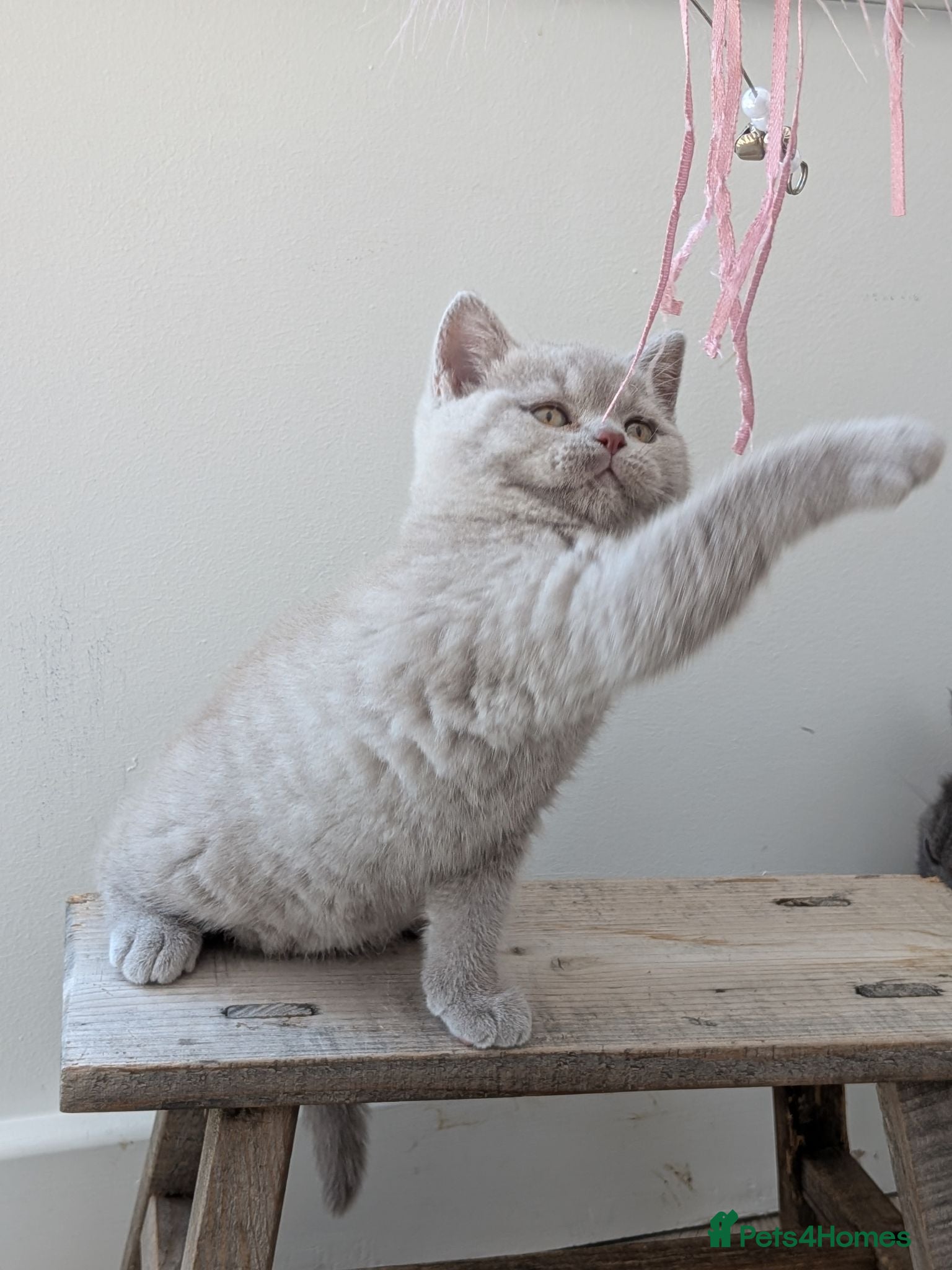 British Shorthair cats GCCF registered Kittens champion sired  - Advert 2
