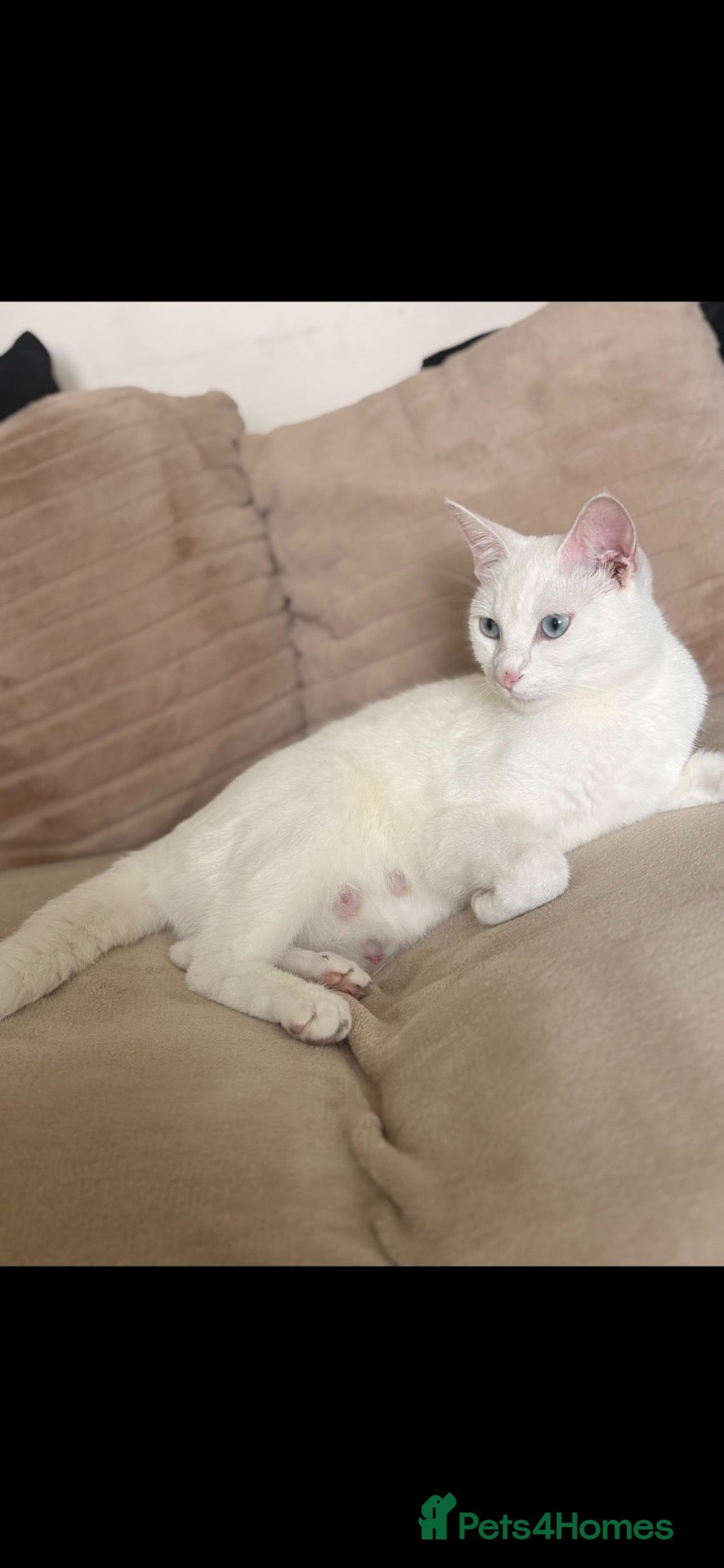 Mixed Breed cats Mixed Breed 1/4 Rag Doll Kittens  - Advert 6