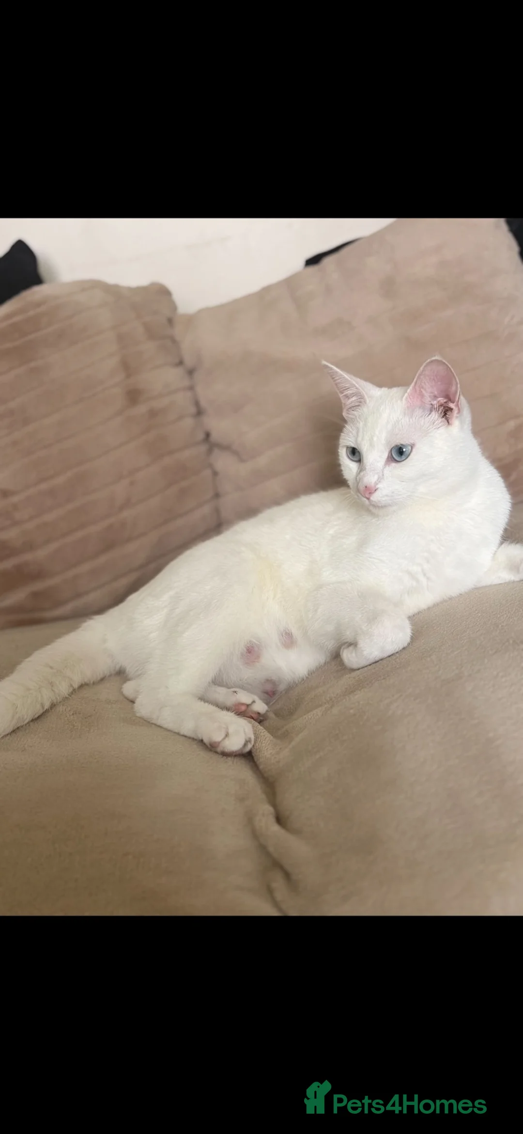 Mixed Breed cats for sale: Mixed Breed 1/4 Rag Doll Kittens  - Advert 1