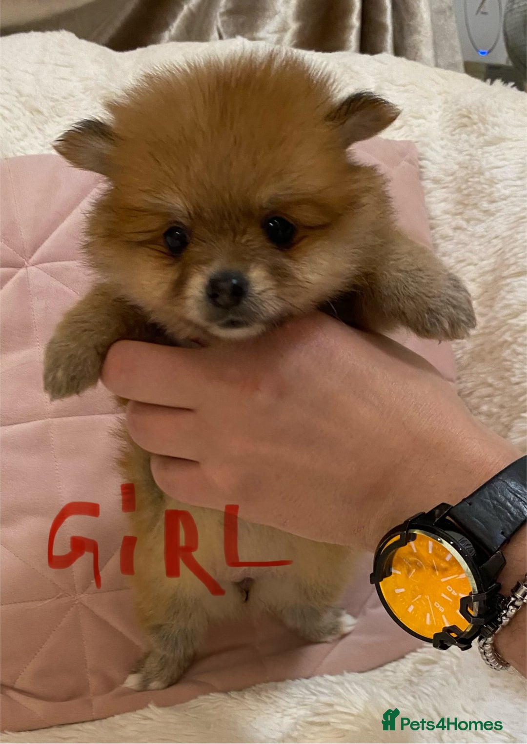 Pomeranian dogs for sale: Pomeranian puppies ready to go… - Advert 17