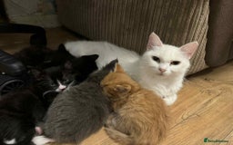 Mixed Breed cats for sale: Last black female left Turkish angora cross kitten - Image 30