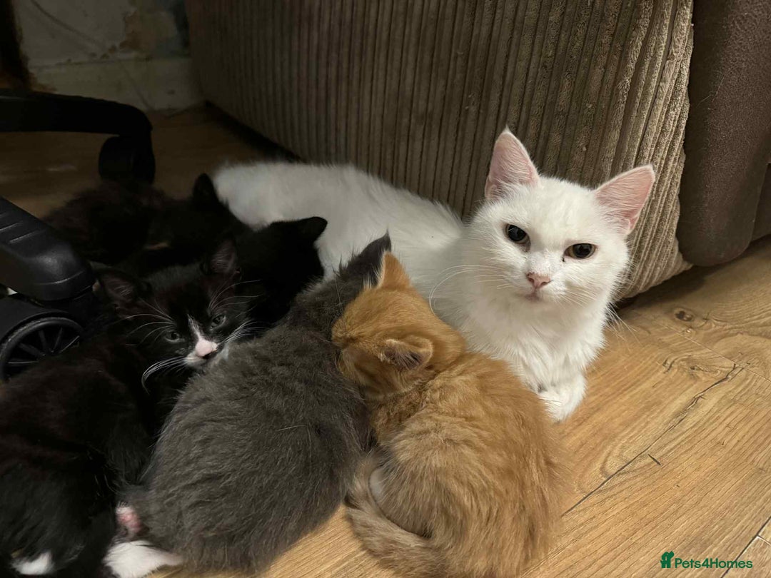 Mixed Breed cats for sale: Last black female left Turkish angora cross kitten - Image 30