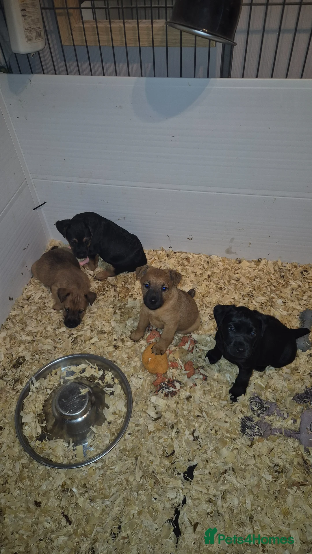 Mixed Breed dogs for sale: Strong Patterdale x lakeland  - Advert 1