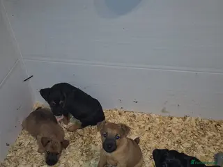 Mixed Breed dogs Strong Patterdale x lakeland - Advert 1