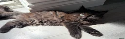Mixed Breed cats for sale: Beautiful mixed-breed kittens! - Advert 11