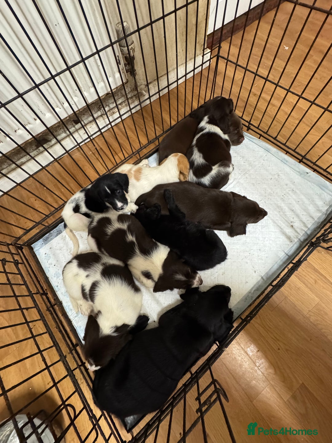 Springador dogs for sale: 9 Beautiful Springador Puppies - Image 15