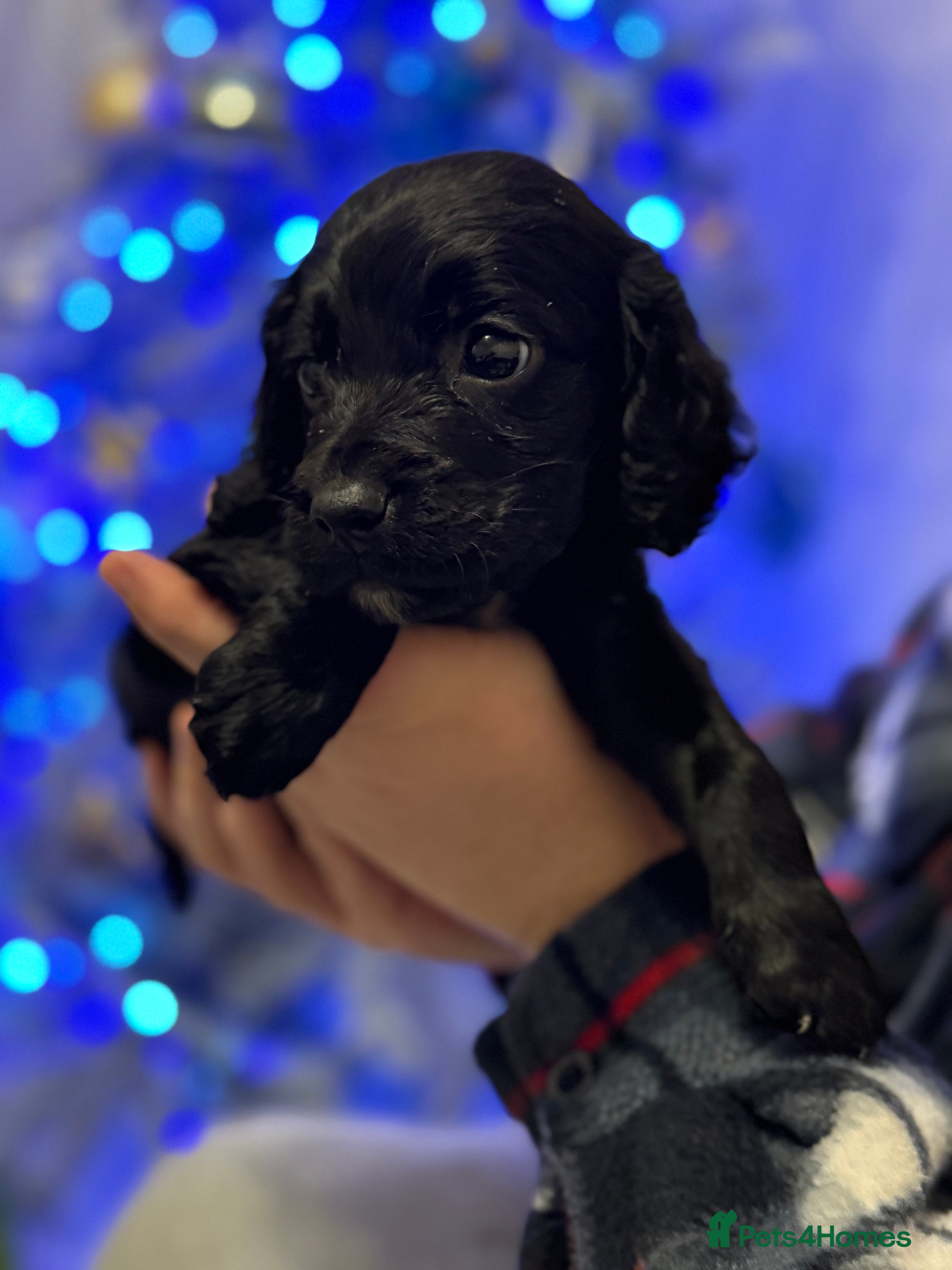 Sprocker dogs Sprocker spaniel puppies - Advert 2