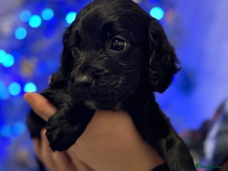 Sprocker dogs Sprocker spaniel puppies - Advert 2