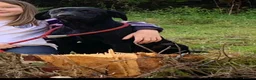 Labrador Retriever dogs for sale: Labrador Puppies  - Advert 4