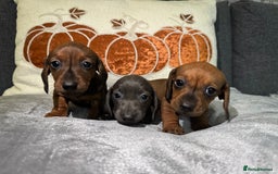 Miniature Dachshund dogs for sale: Miniature Dachshund Puppies 🐾 - Image 5