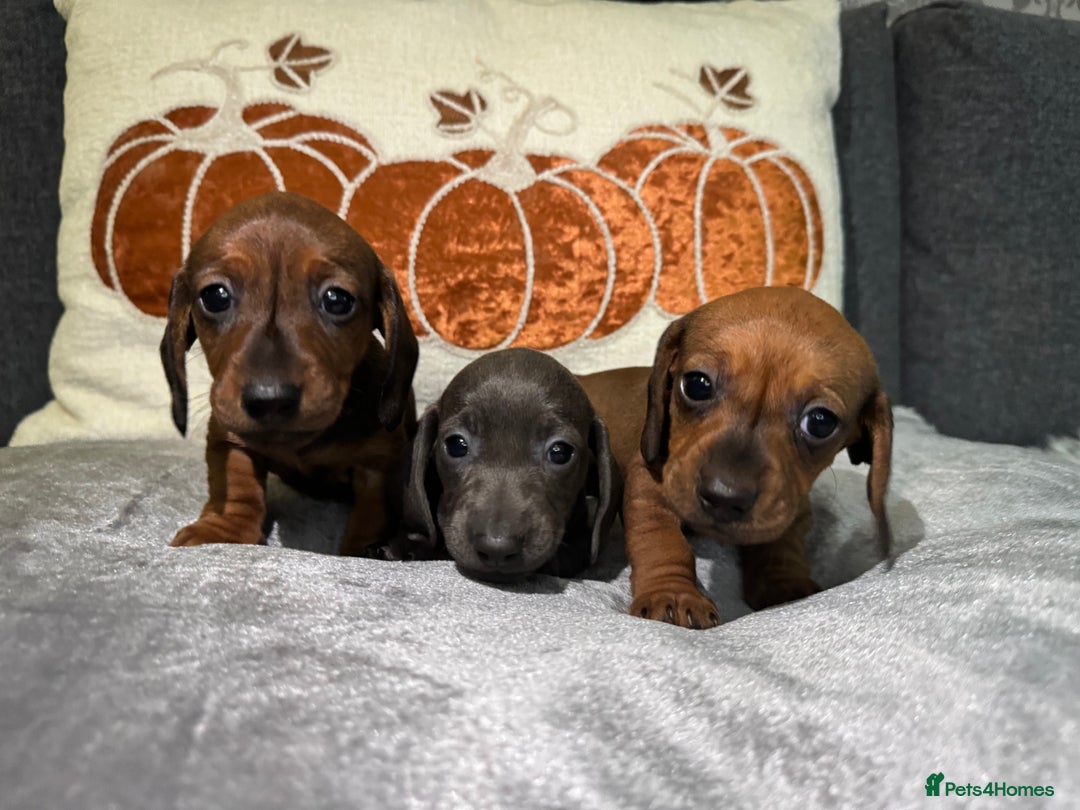 Miniature Dachshund dogs for sale: Miniature Dachshund Puppies 🐾 - Image 5