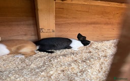 Dutch rabbits for sale: Baby Dutch Rabbits For Sale - Coventry - Image 7