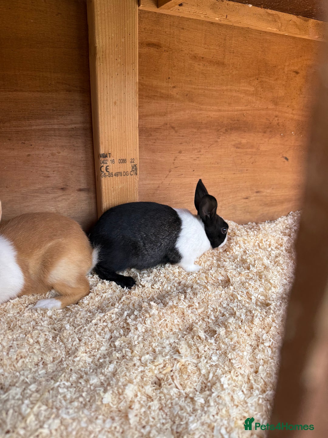Dutch rabbits for sale: Baby Dutch Rabbits For Sale - Coventry - Image 7