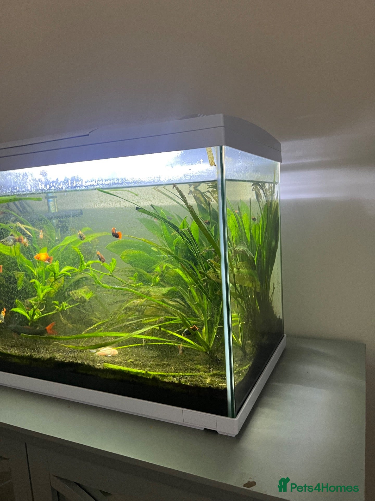 Other/Mixed Breed fish Fish tank with assorted fish  - Advert 2