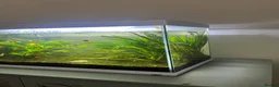 Other/Mixed Breed fish for sale: Fish tank with assorted fish  in Farnham - Advert 2