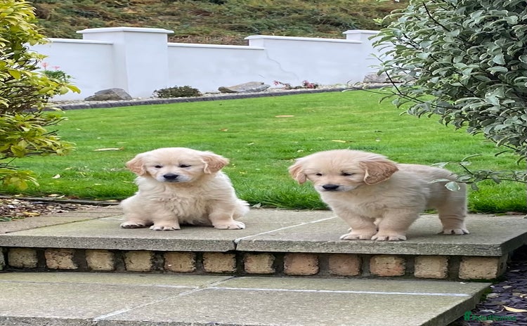 Golden Retriever dogs - Advert 9