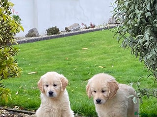 Golden Retriever dogs - Advert 1