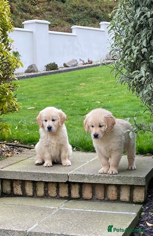 Golden Retriever dogs - Advert 1