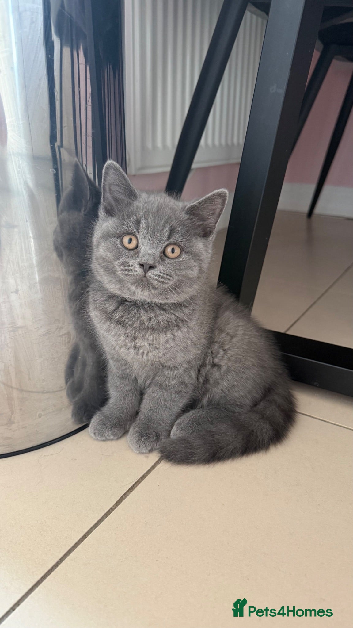 British Shorthair cats Ready Now GCCF British Blue Shorthair Kittens - Advert 3