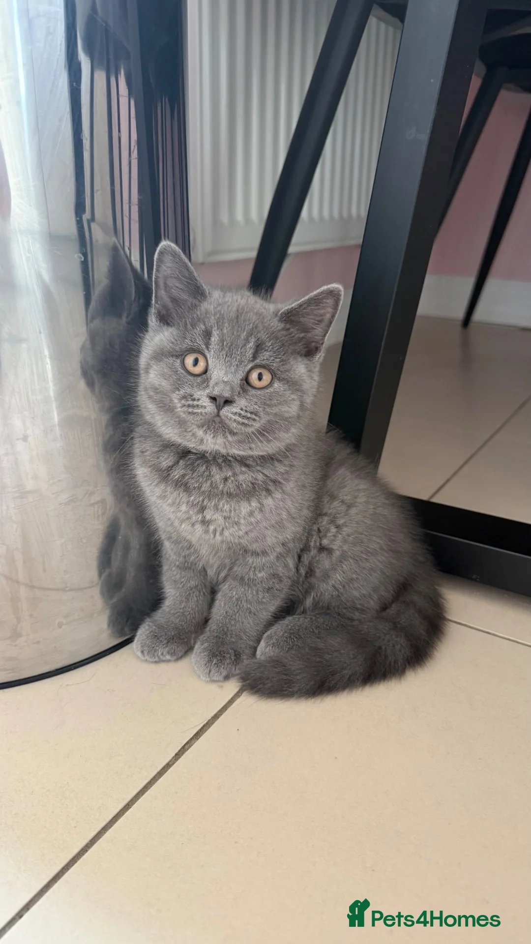 British Shorthair cats for sale: Ready Now GCCF British Blue Shorthair Kittens - Advert 1