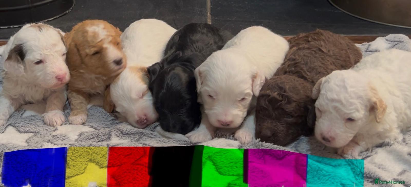 Cockapoo dogs 7 beautiful tiny cockapoos with the merle gene. - Advert 1