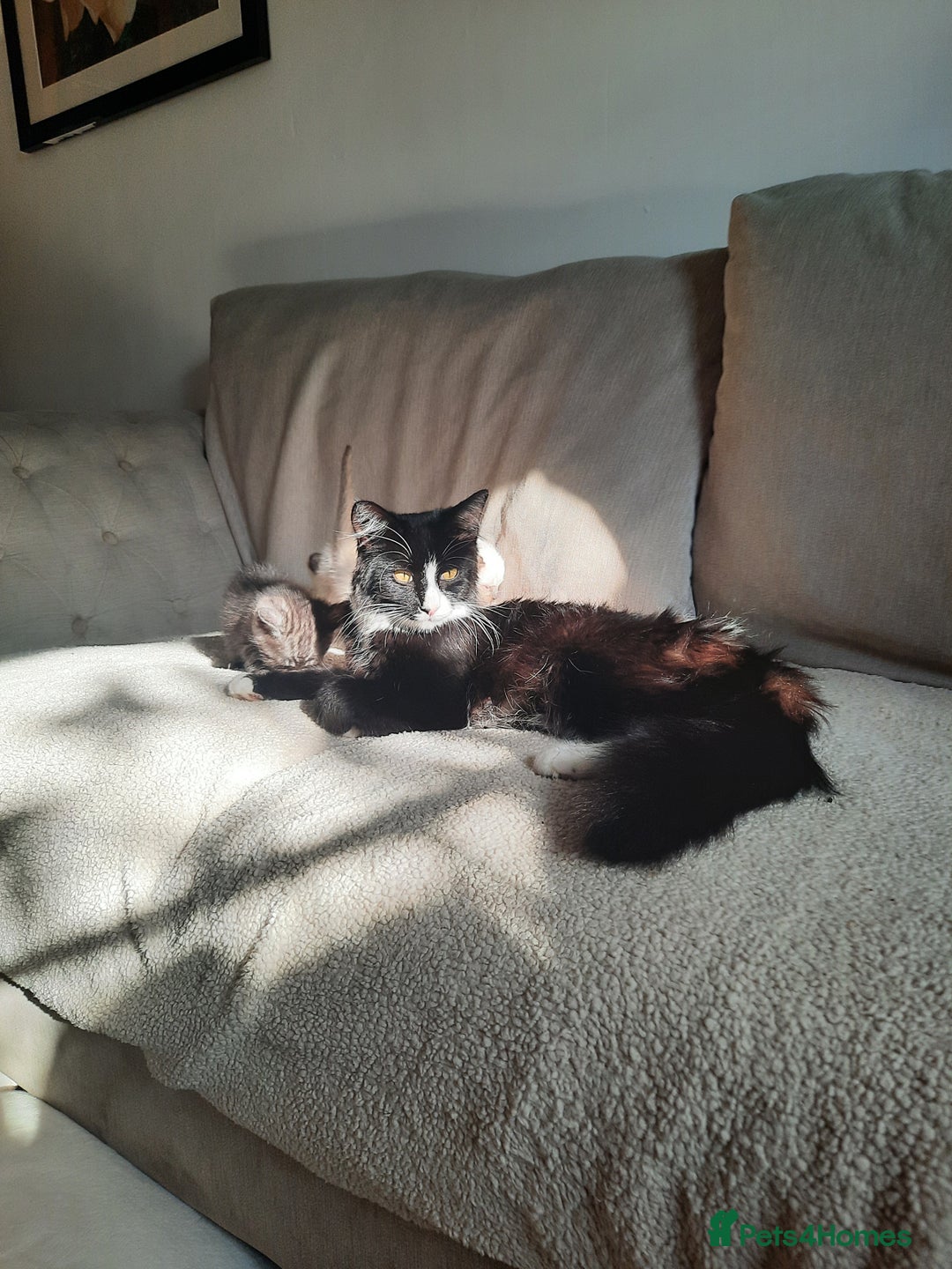 Mixed Breed cats for sale: Adorable kittens needing homes - Image 4