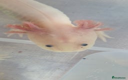 Axolotl reptiles for sale: Axolotls - Image 29