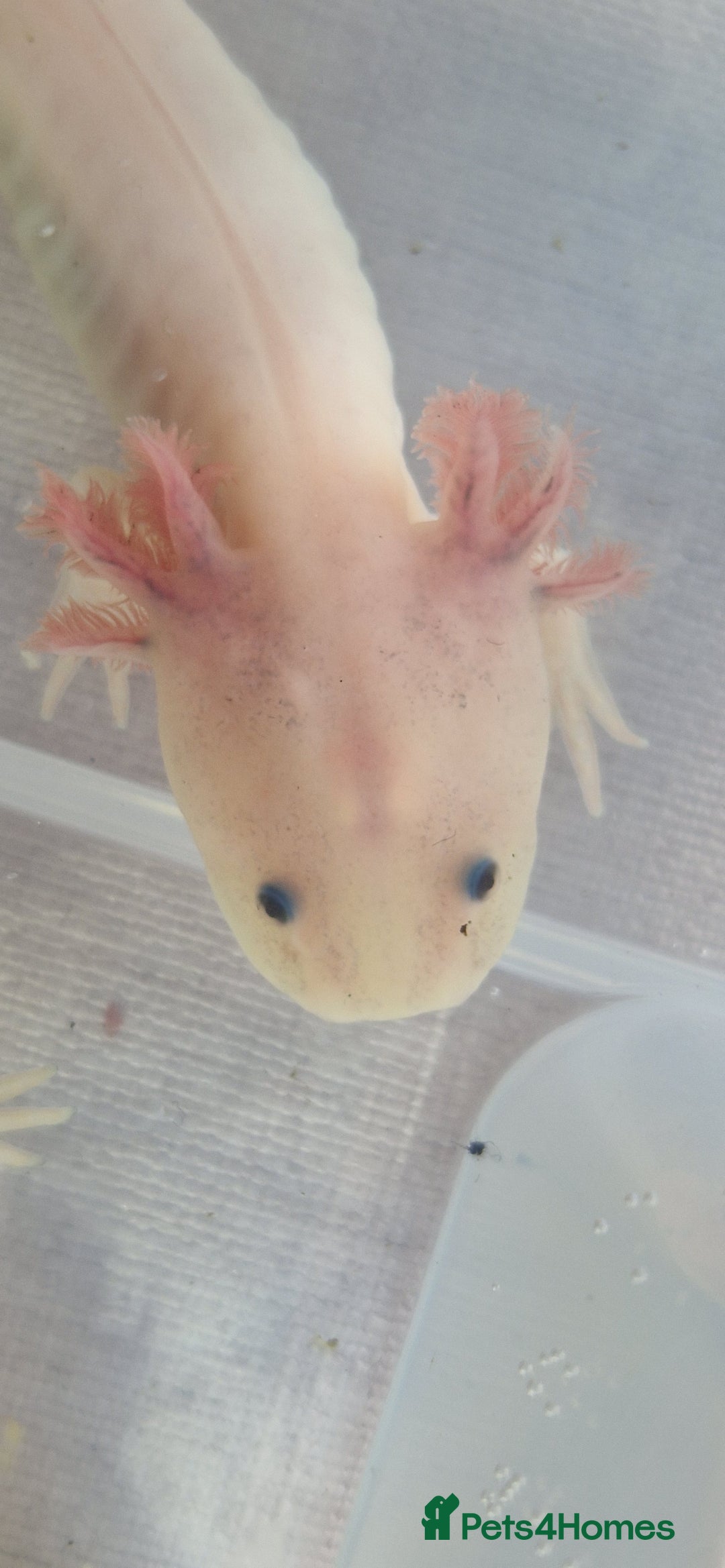 Axolotl reptiles for sale: Axolotls - Image 29