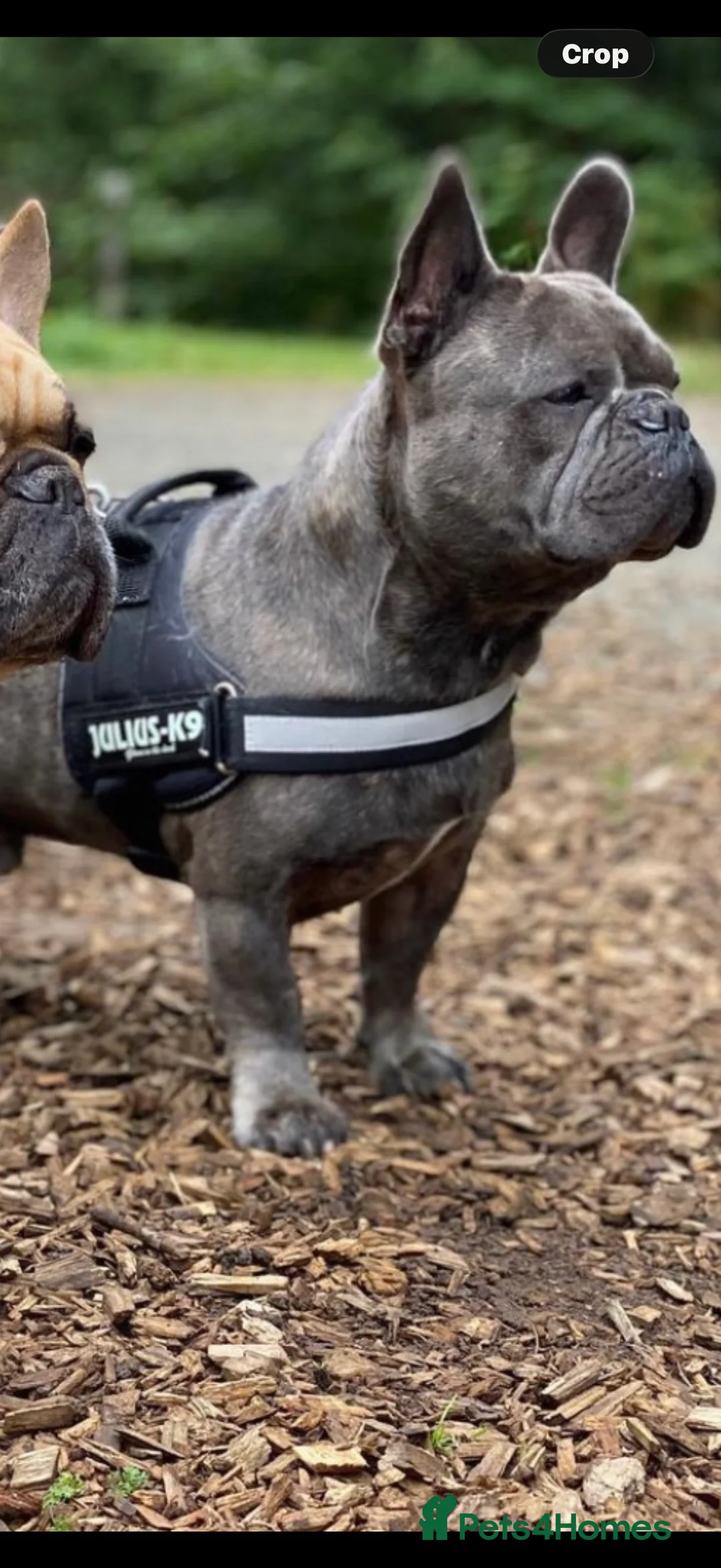 French Bulldog dogs for sale: Male French bulldog  - Advert 2