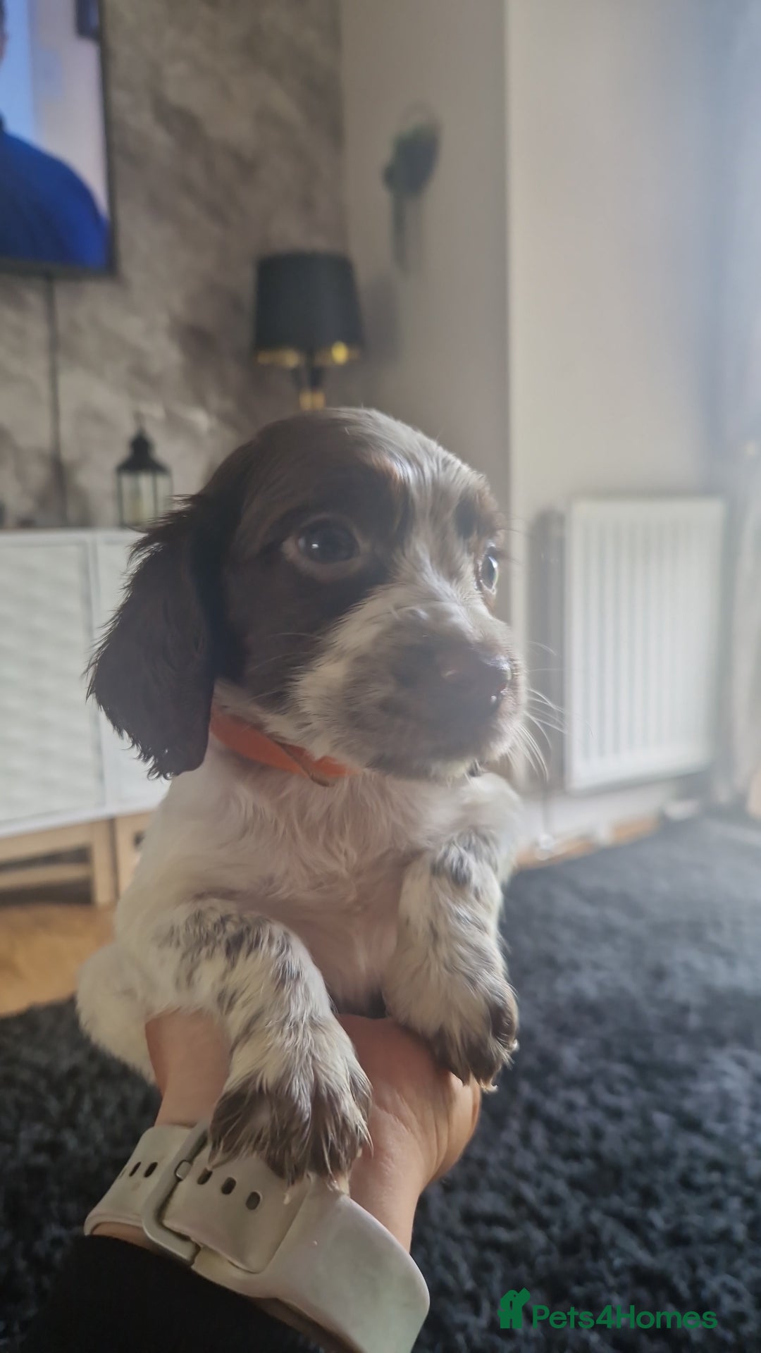 Sprocker dogs for sale: Beautiful litter of sprocker puppies - Image 36