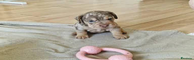Green Collar French Weiner 