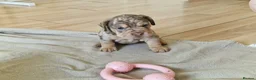 Mixed Breed dogs for sale: Only 1 Girl left! Ready to leave in a week!  - Advert 22