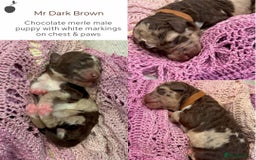 Miniature Poodle dogs for stud: MOYEN POODLE CROSS - IDEAL FOR DOODLE PUPPIES - Advert 10