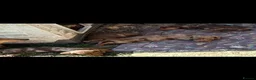 Miniature Dachshund dogs for sale: Mini dachshund puppies PR clear  - Advert 8