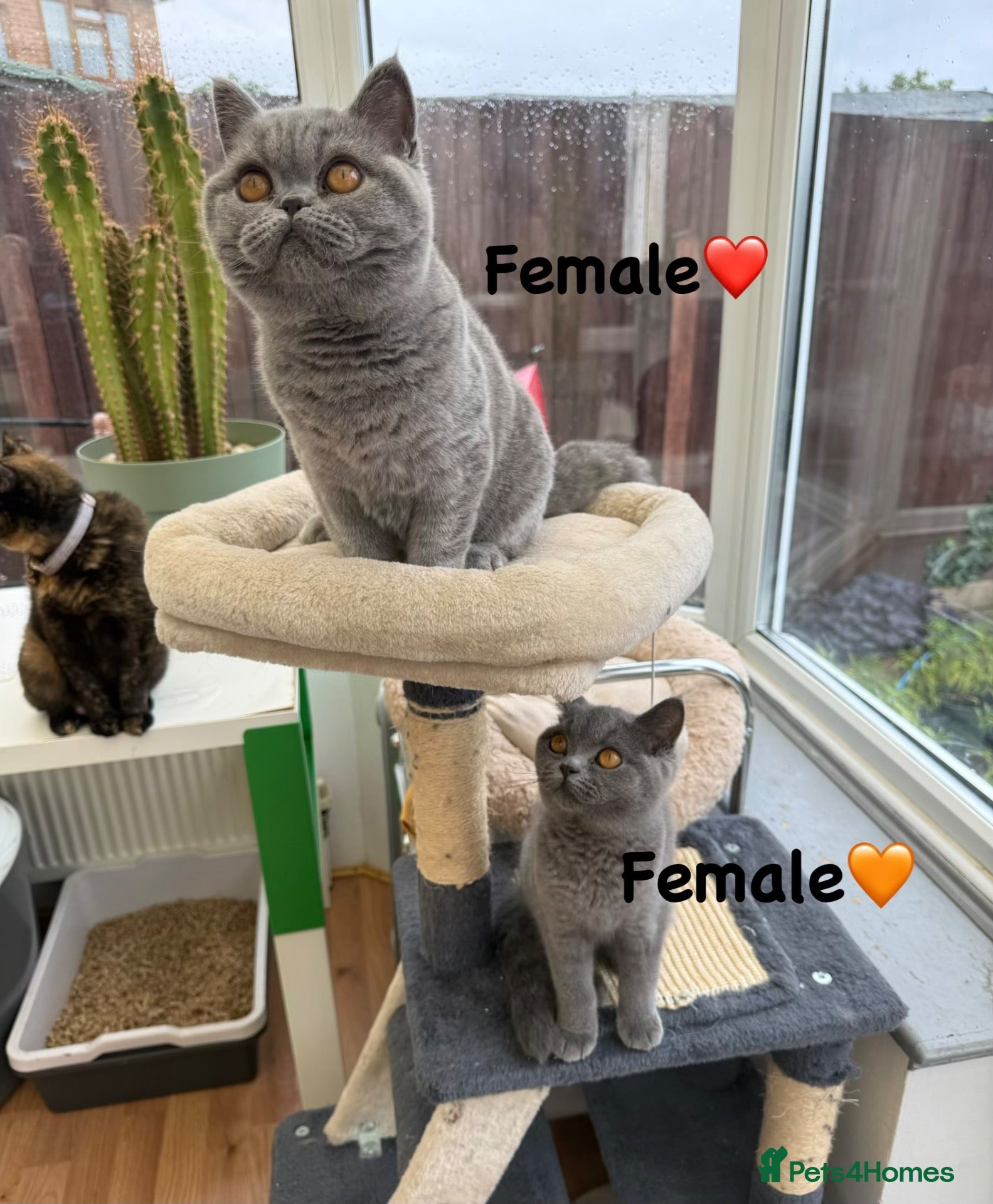 British Shorthair cats Ready to leave pedigree BSH kittens - Advert 2