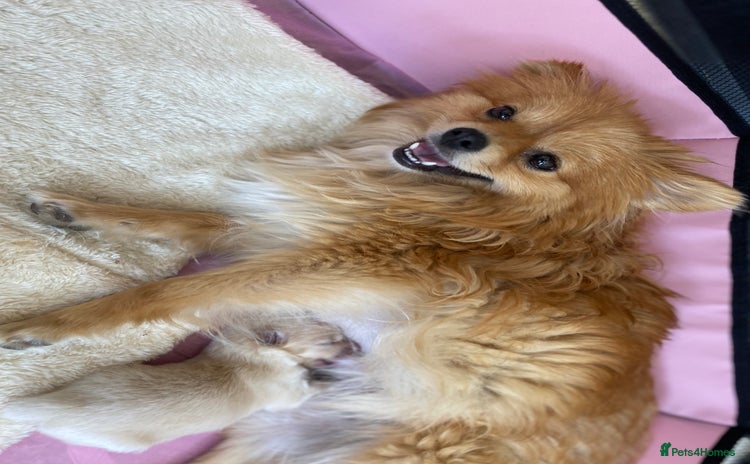 Pomeranian dogs - Advert 1